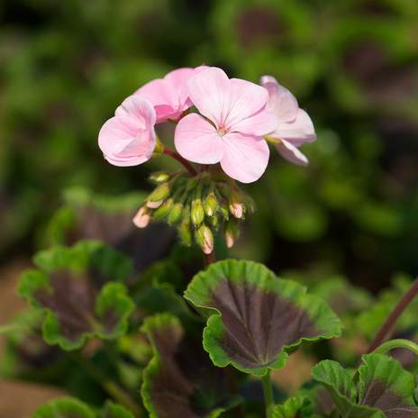 Мушкато с шоколадови листа-Geranium F1 Bullseye Light Pink (5020)